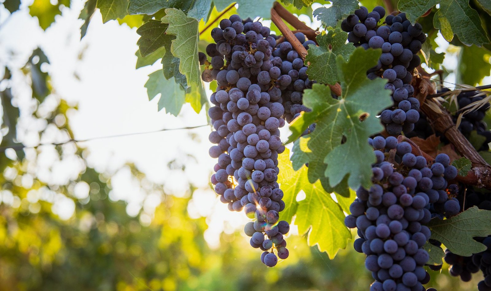 2019-9-13-Sei-Querce-Merlot-Cabernet-Harvest-WEB-SIZE-0330.jpg