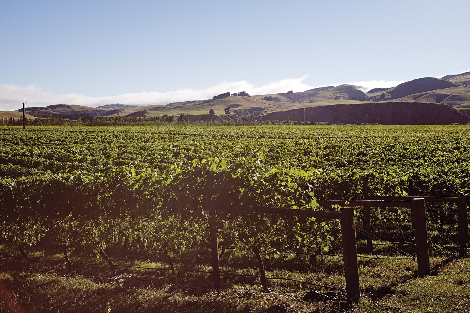 North_Canterbury_New_Zealand_Pegasus_Summer_Vineyard_Credit_Aaron_McLean_Pegasus_Bay_1920x12801.jpg