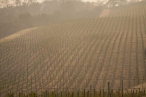 Somerston_Estate_Winery__Vineyards_St_Helena_CA_GettyImages-1228824690_1920x1280.jpg