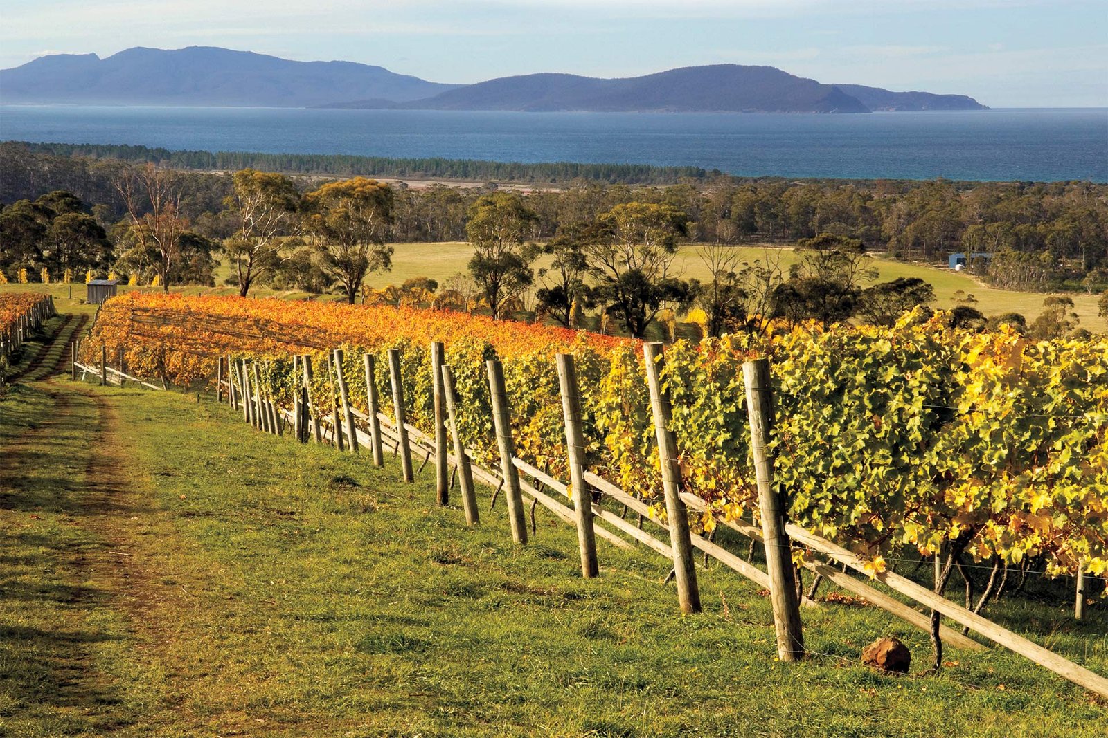 Tasmania_Bream_Creek_Vineyard_Credit_Bream_Creek_Vineyard_1920x12801.jpg