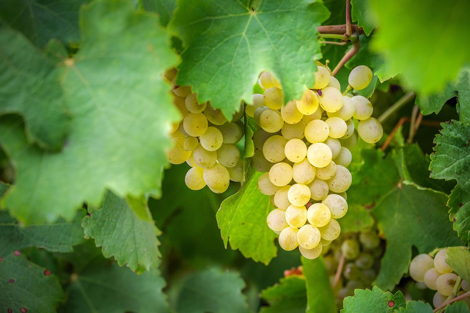WAustralia_Chardonnay_Grapes_GettyImages-923180302_1920x1280.jpg