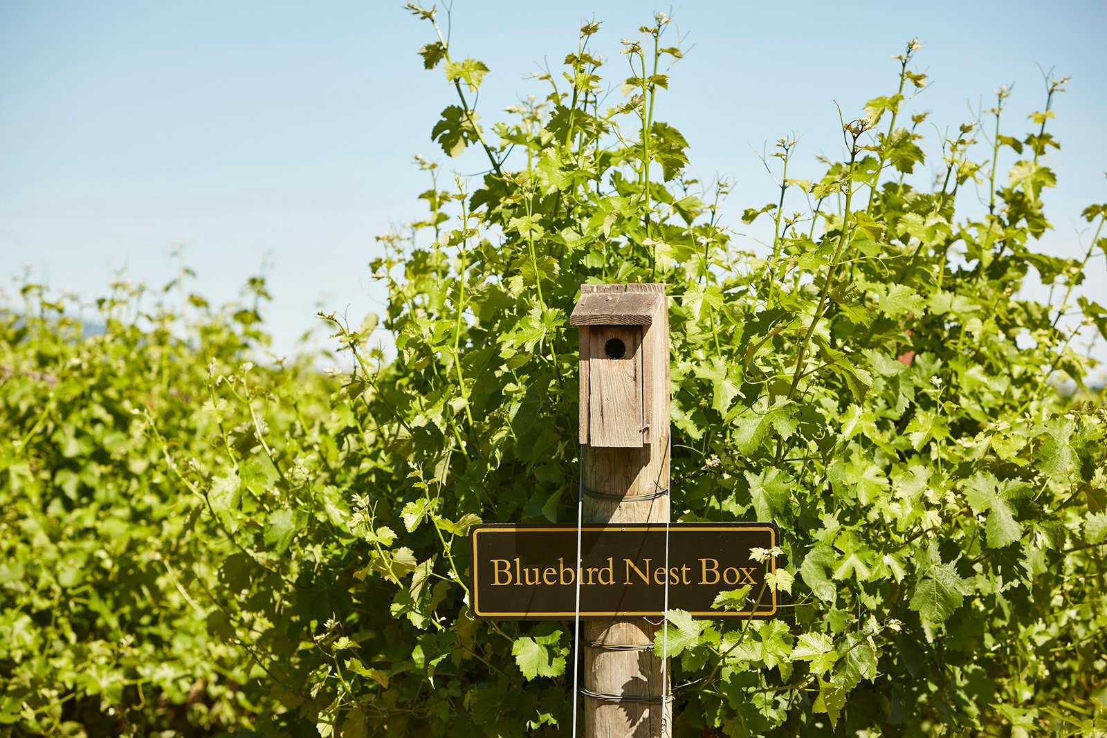 Honig_bird_box_-sign_credit_Honig_Vineyard__Winery.jpg