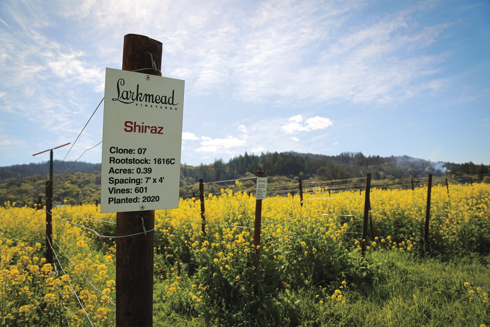 Not_Napa_Cab_Mustard_Credit_Larkmead_Vineyard_1920x12801.jpg