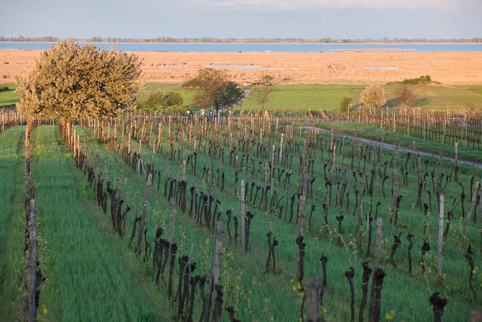 Neusiedlersee_Burgenland_Credit_AWMB_Anna_Stoecher_1920x1280.jpg