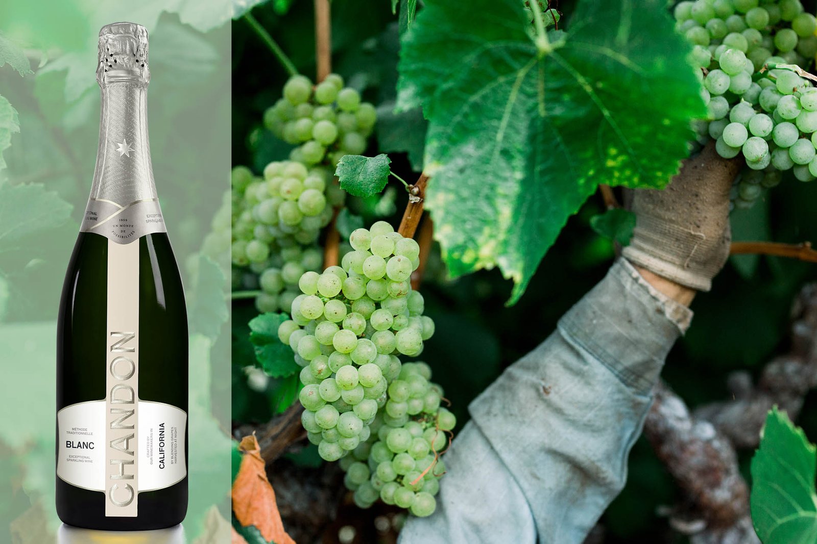 New_Chandon_Blanc_packaging_handpicking_Chardonnay_grapes_for_Chandon_Courtesy_Chandon_Winery_1920x1280.jpg