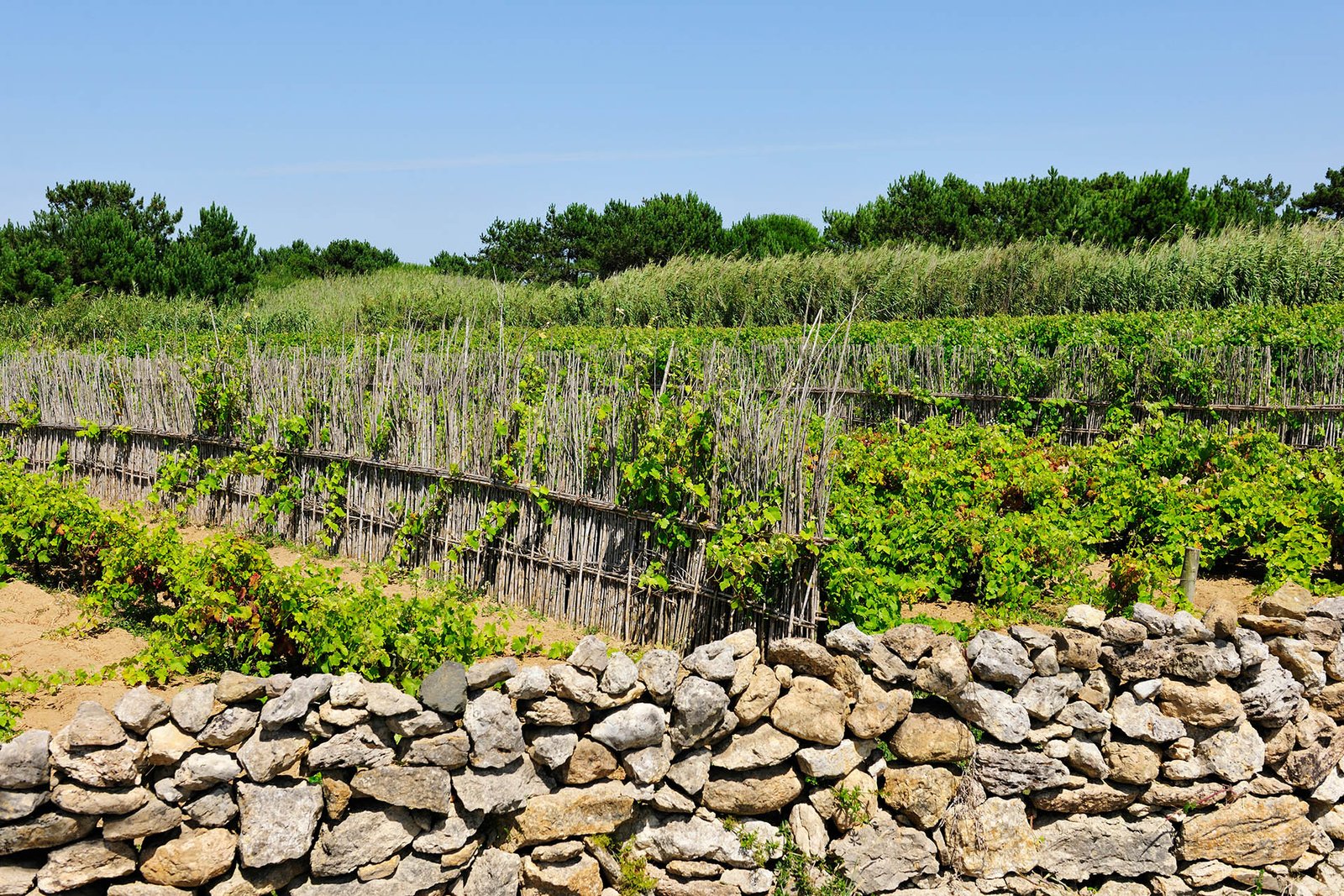 Colares_Fontanelas_Vineyard_Credit_Alamy_1920x1280.jpg