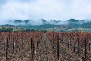 04_22_Far_Niente_vineyards_post-harvest_Credit_Far_Niente_Family_of_Wineries_and_Vineyards_1920x1280.jpg