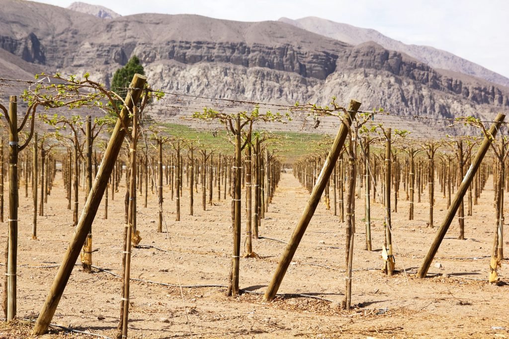 06_22_White_Wines_from_Southernmost_Argentina_and_Chile_INSET_Malleco_Province_Chile_Alamy_2A1GE2G-1024x683.jpg