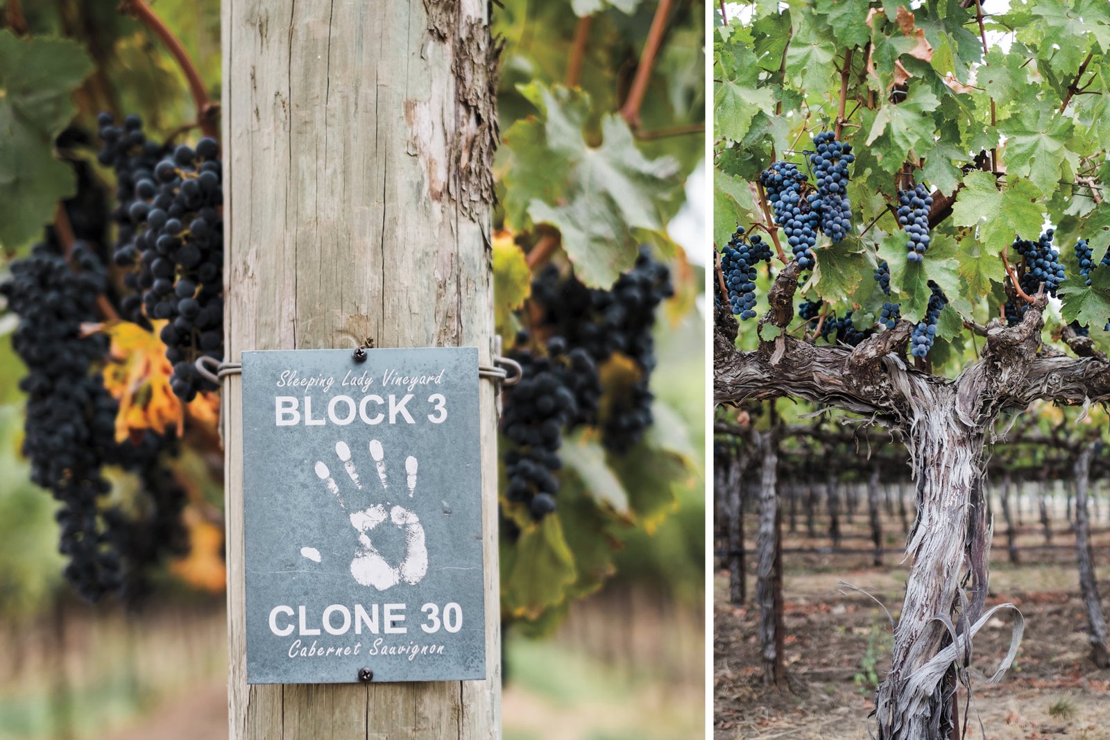 07_2022_Magic_Mayacamas_Sleeping_Lady_vines_Credit_Brion_1920x1280.jpg